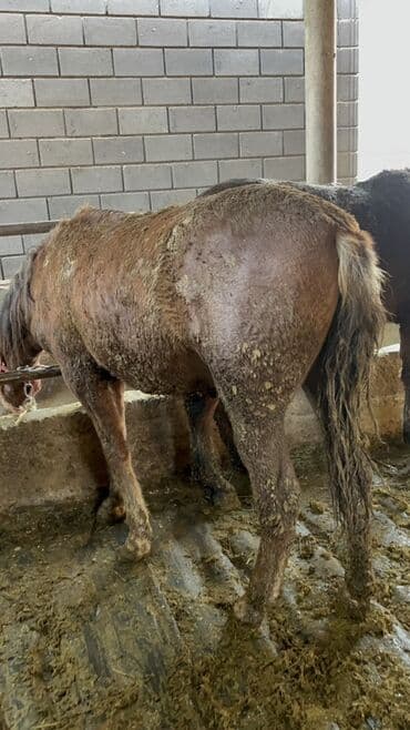 Daihatsu: Продаю | Жеребец | Дончак | На забой | Племенные, Мерин — 3