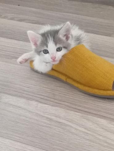 Животные: Кошка даром: Беспородная, 2 месяца, Мальчик, Приучена к лотку — 1