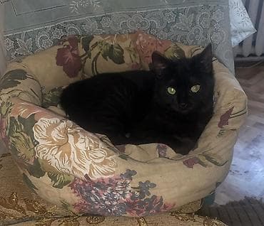 Зоотовары: Кошка даром: Беспородная, 4 месяца, Девочка, Приучена к лотку — 6