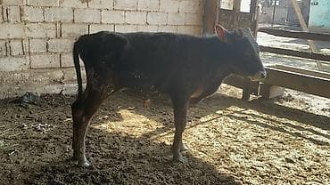 кормушка для коров: Продаю | Бык (самец) | Швицкая | На откорм — 10
