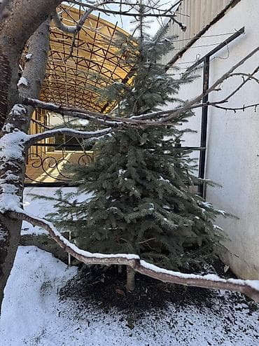 урук экспарсет: Рассада деревьев: Ели, Самовывоз — 2