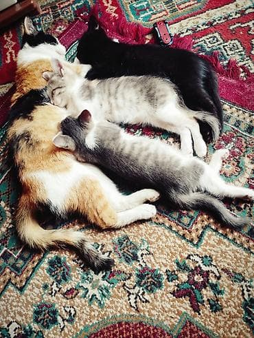 Котята домашние, от кошки-трёхцветки. - Помёт из трёх котят: два — 2