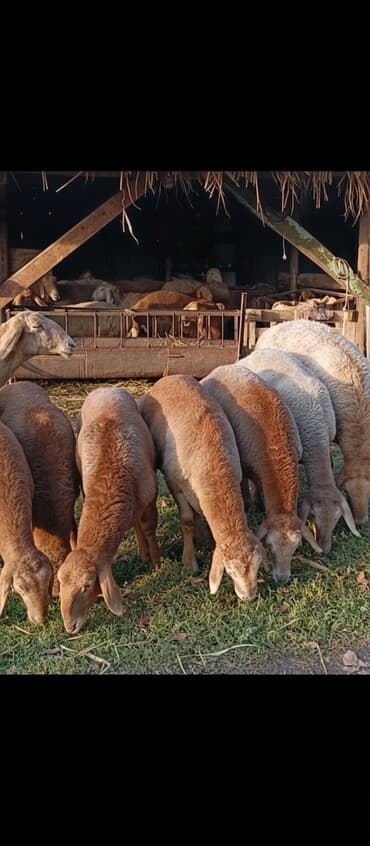 сколько стоит питбуль собака: Продаю | Овца (самка) | Арашан | Для разведения | Ярка — 1