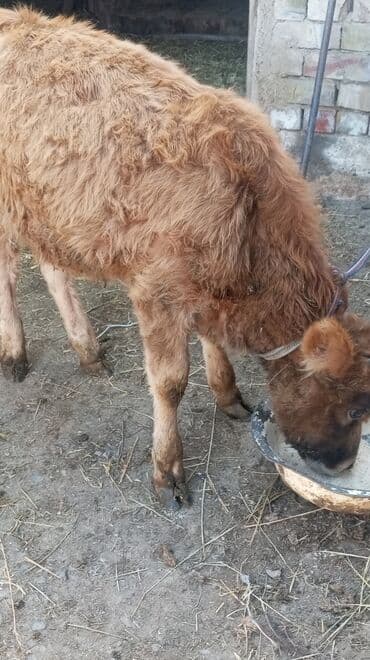 дойних коров: Продаю | Музоо, торпок | На откорм — 8