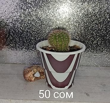 Диффенбахии: 1)Кактус Эхинопсис ( цветет часто, вместе с коричневым горшочком — 2