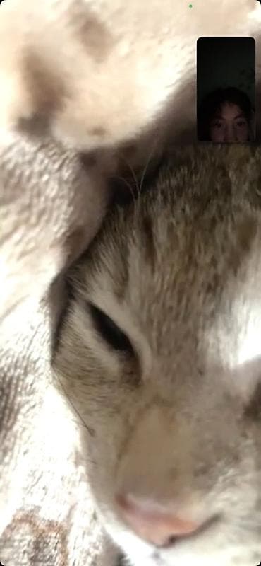 Продажа кошек: Пропала : Беспородная, Девочка — 7