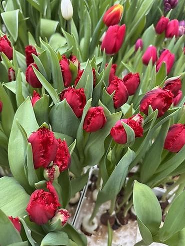 плетенная корзина: Оптом длина 50-65см 10разных расцветок также принемаем букеты в — 2