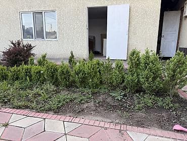 Живая изгородь/саженцы вечнозелёного кустарника - Порода: плотный