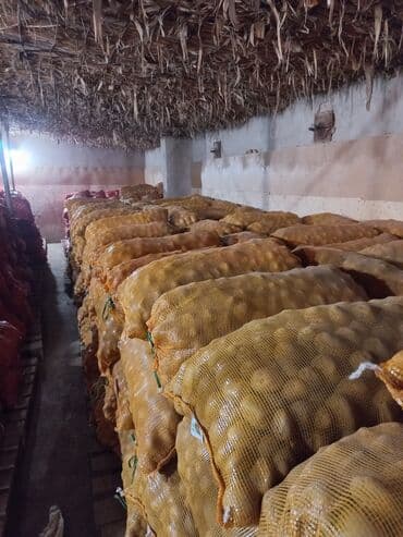 срочно продаю в связи с переездом: Картошка Пикассо — 5