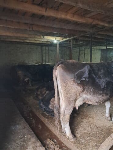 Животные: Продаю | Корова (самка) | Полукровка | Для молока — 2