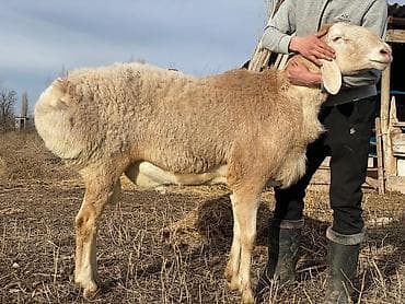 арпа аталык: Сатам | Кочкор (эркек) | Эдильбай, Арашан | Көбөйтүү үчүн | Асыл тукумдуу, Жасалма жол менен боозутуу — 1