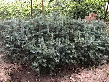 газон трава: Ель колючая (Picea pungens, «голубая ель») — саженцы для озеленения — 1