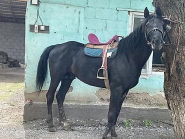 продаю гусь: Продаю | Жеребец | Полукровка — 2