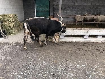 собака гончий: Продаю | Бык (самец) | На откорм | Привязанные — 2