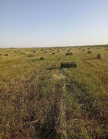 итер: СРОЧНО!!! 900 түк 1-укос беде чөп сатылат. Беловодскинин Кызыл-Туу — 2