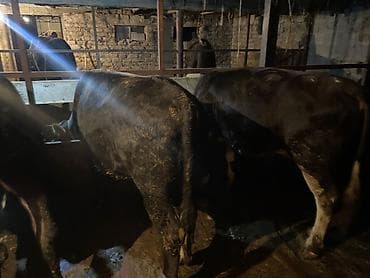 самый лучший сильный умный собака: Продаю | Бык (самец) | Полукровка, Алатауская, Швицкая | На откорм | Осеменитель — 7