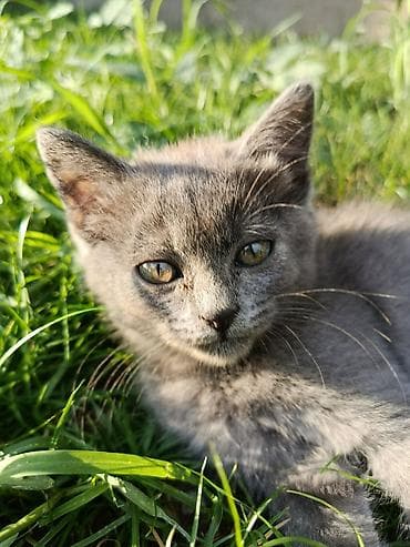 Мышыктар: 🐱 Отдаем котят в добрые руки 🐱 Ищем любящих и ответственных хозяев — 3