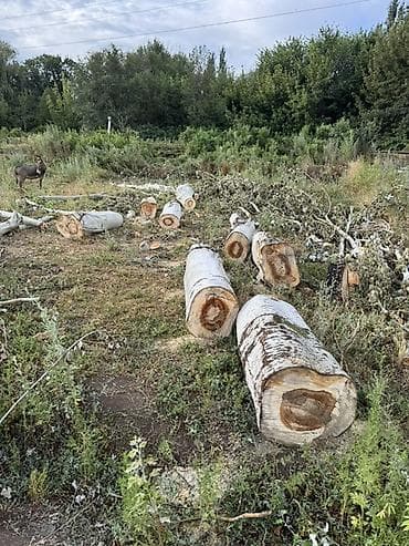 Дрова Тополь at lalafo.kg Дрова Тополь