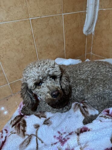собаки пудели: Нашли щенка той-пудель
отдадим хозяину 
За Вознаграждение — 2