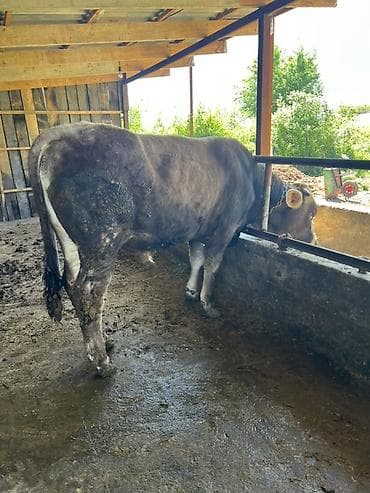 прибор для измерения кислорода в воде: Продаю | Бык (самец) | На откорм | Привязанные — 5