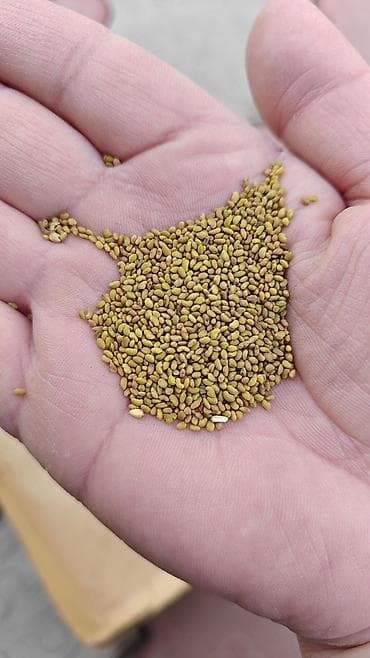 устричный соус: Семена кормовых растений: Люцерна — 2