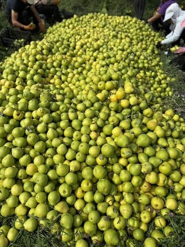 акча сактагыч: Алмуруттар Дүңүнөн, Өзү алып кетүү — 7