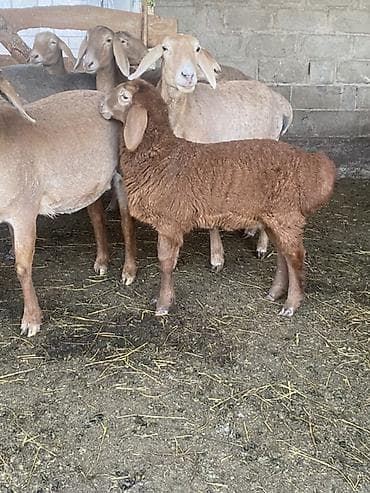 козы зааненские: Продаю | Ягненок | Для разведения — 1