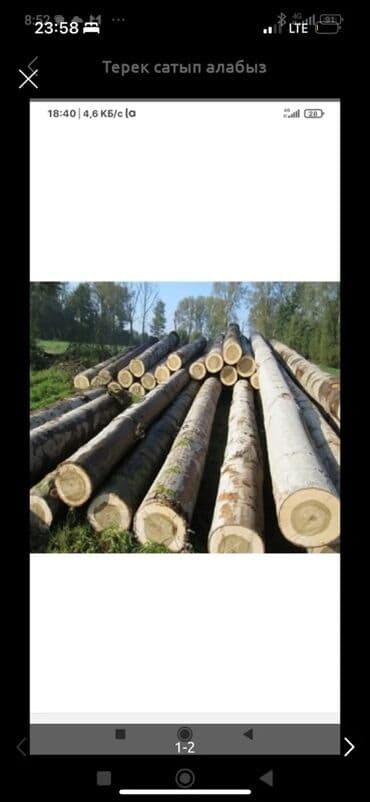 Терек алабыз Ош