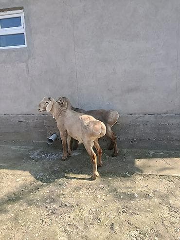 Баран, овца: Продаю | Баран (самец) | Арашан | Для разведения | Осеменитель — 6