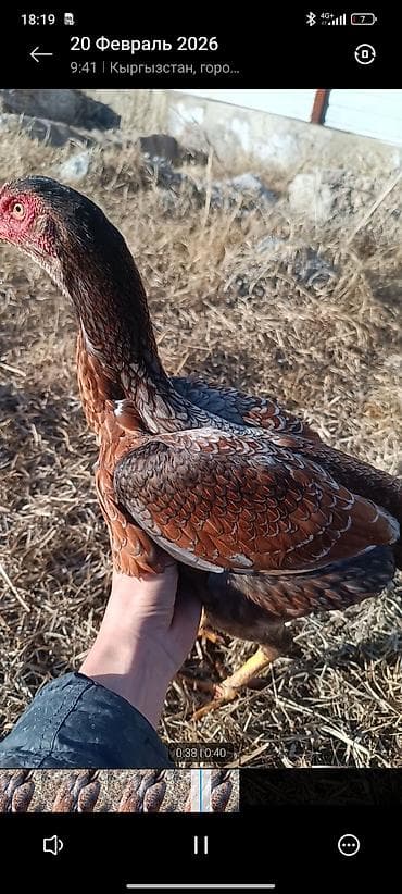 продажа арабских лошадей: Продаю | Куры | Бойцовая | Для разведения — 1