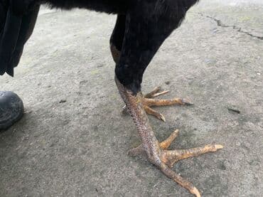 продаю породистых коров: Продаю | Куры, Петух | Дакан | Для разведения, Несушки, Для боев — 7