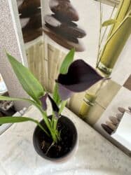 искусственные цветы оптом бишкек: Калла 550 сом
Гибискус 400 сом 
Денежное дерево 200 сом — 1