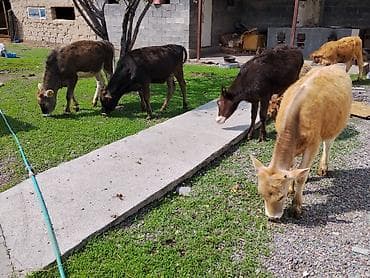 телята токмок: Продаю | Музоо, торпок | На откорм — 2