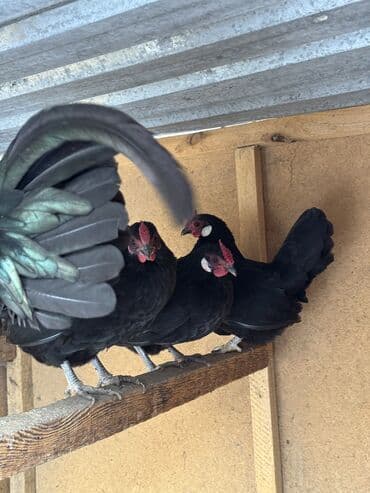 Птицы: Продаются карлики — 2