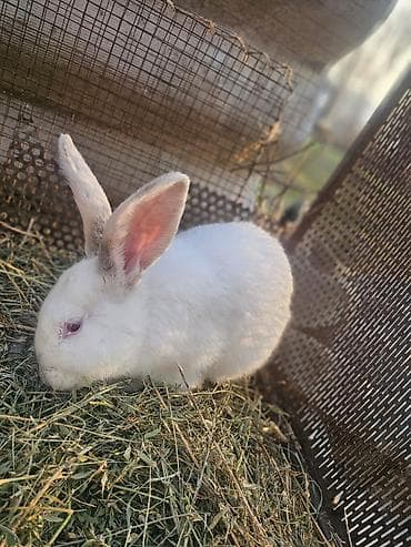 кой коро: Продаю | Крольчата | Декоративная | Для разведения — 6