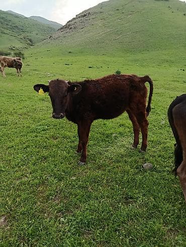 по карова: Продаю | Тёлка | Полукровка | На откорм — 6