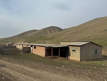кошару: Кошара, 5 соток, Не действующий, Без оборудования, Электричество, Холодная вода — 5
