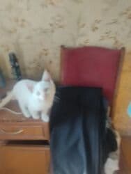 собака долматинец: Очаровательный котёнок мальчик 2 месяца с розовыми ушками И хвостиком — 20