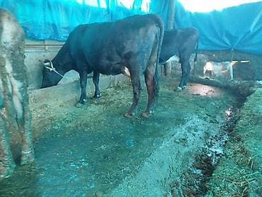 пародистые каровы: Продаю | Корова (самка) | Для молока | Привязанные — 3