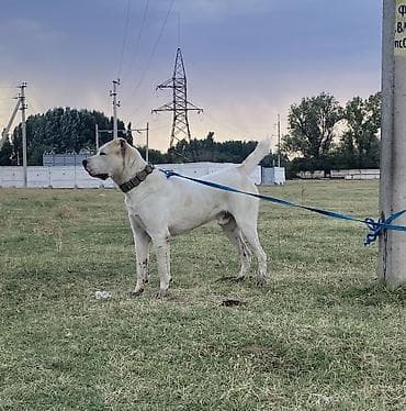 собаки пидбул: Вязка: Алабай, Самец, 1 год — 4