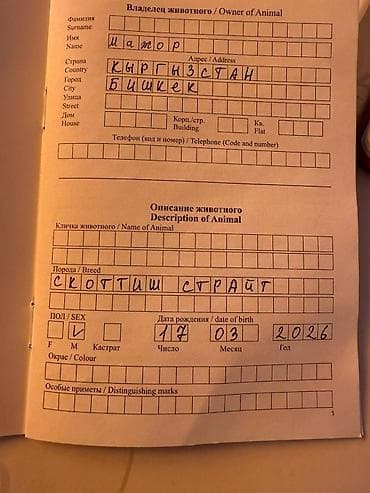 Шотландский страйт котёнок, мальчик. Порода: Scottish Straight — 1