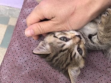 отдам котенка рэгдолл: Котята — домашние любимцы😻 - Породы/тип: Вислоушкидомашние — 1
