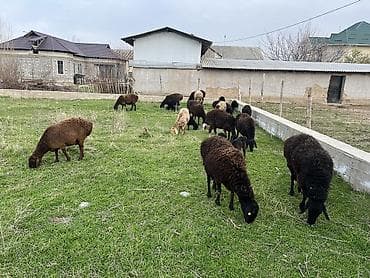 иттер ош: Сатам | Ургаачы кой (ургаачы) | Көбөйтүү үчүн | Ургаачы — 7