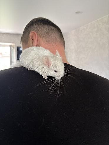 Шиншиллы: Шиншилла (белый окрас) 1,5 месяца Мальчик Ручной На 4 и 5 фото отец — 3