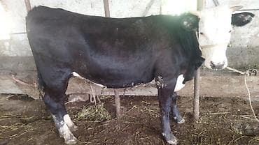 обезьяна живой: Продаю | Тёлка | На откорм | Не стельные — 3