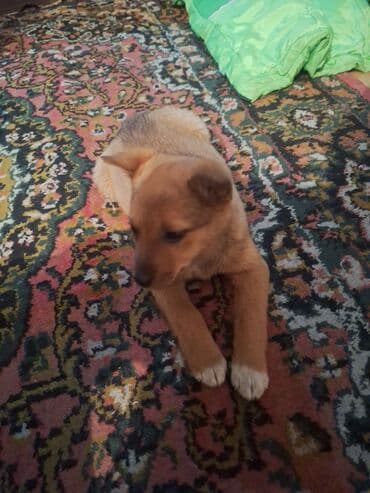 Продажа собак: Пол шенка девочка порода ласка мешеная с овчаркой — 2