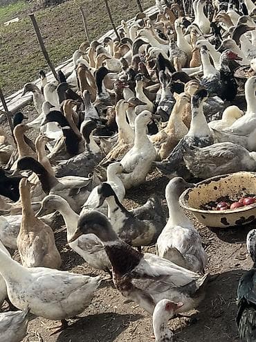 ячмень элита: 🪿🪿🪿🪿🪿Самая популярная мясная порода.Белые перья оранжевый клюв и — 3