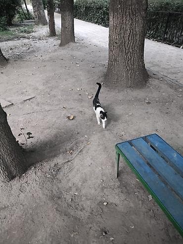 кошка в добрые руки: Кошка даром: Беспородная, 5 месяцев, Девочка, Приучена к лотку, Проглистована — 10