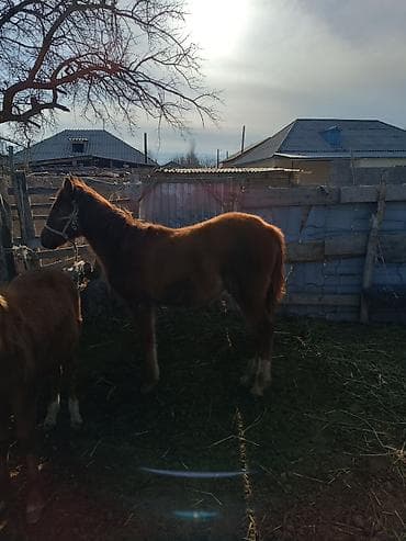 Продаю | Жеребец | Полукровка | Для разведения | Племенные