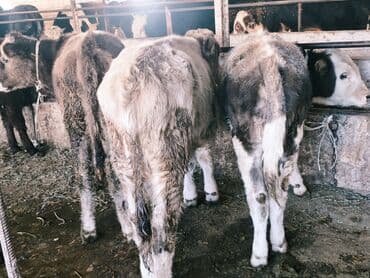 продам бу оборудование для птицефабрики: Продаю | Бык (самец) | Швицкая, Симментальская, Аулиекольская | На откорм — 10